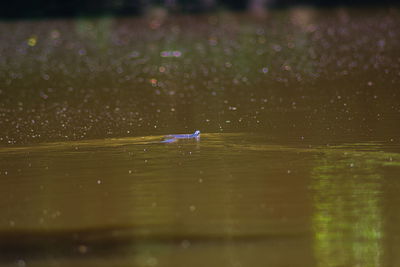 Close-up of ducks in water