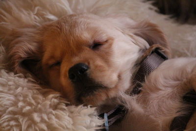 Young mini golden retreiver