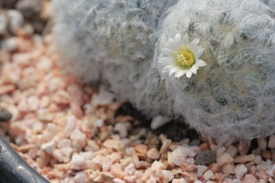 High angle view of white flowering plants