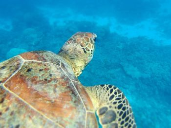 Close-up of turtle swimming in sea