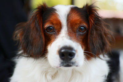 Close-up portrait of dog