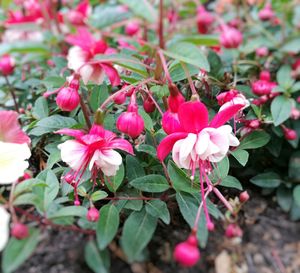 Close-up of pink flowering plants