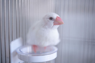 Close-up of a bird in cage