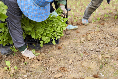 Farmers planting saplings at farm