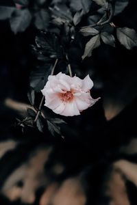 Close-up of pink rose