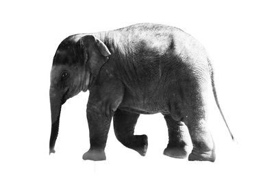 indian elephant