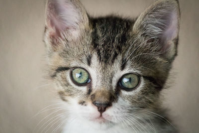 Close-up portrait of a cat