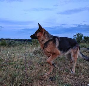 Side view of dog standing on field against sky