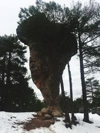 Trees on snow covered field against sky