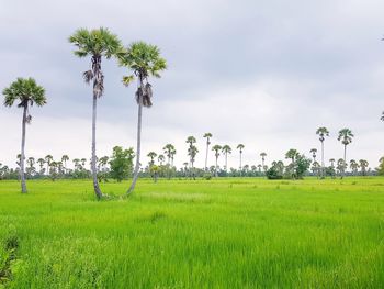 Scenic view of palm trees on field against sky