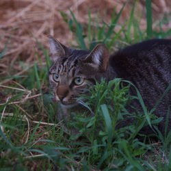 Portrait of cat on field