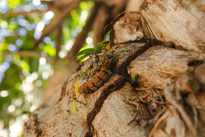 Close-up of lizard on tree trunk in forest