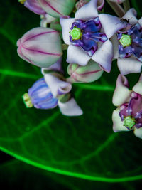 Close-up of purple flowering plant