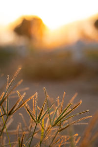 Close-up of plant growing on field against sky during sunset