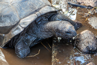 High angle view of tortoise in lake