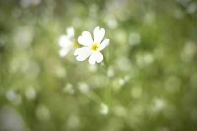 Close-up of white flower