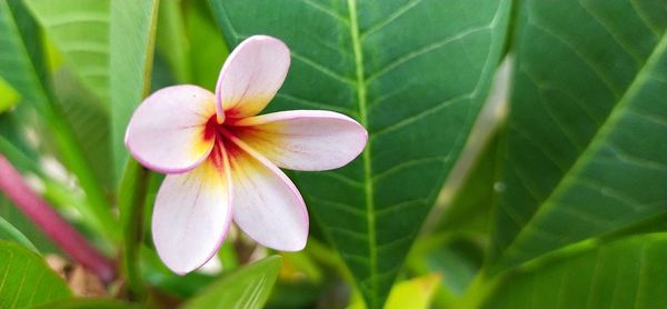 Close-up of flowering plant