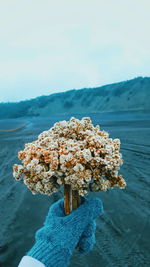 Close-up of person holding flowering plant by sea against sky