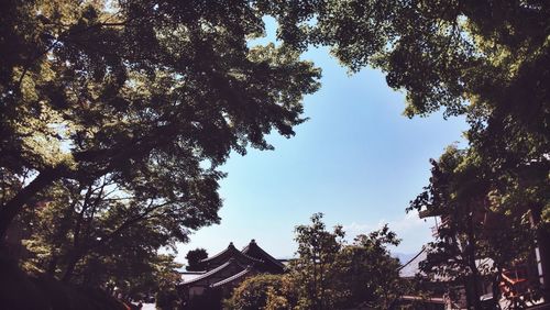 Low angle view of tree against sky