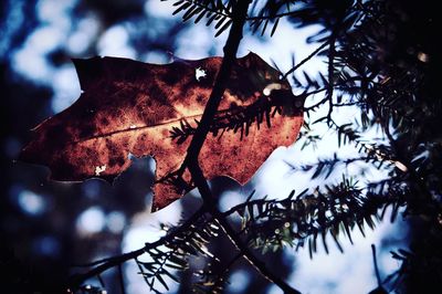 Low angle view of maple leaves on tree