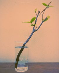 Close-up of vase on table against wall