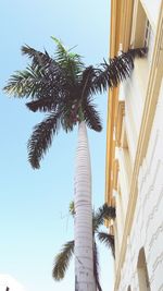 Low angle view of palm trees against clear sky