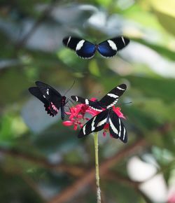 Close-up of butterfly pollinating on flower