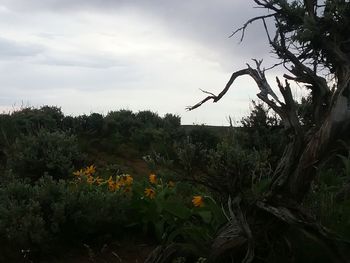 Scenic view of plants against sky