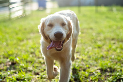 Close-up of dog on field