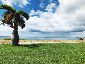 Scenic view of palm trees on field against sky