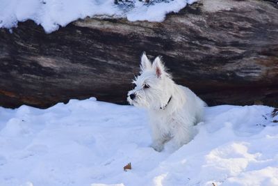 White dog in snow