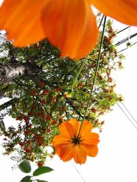 Low angle view of orange hibiscus blooming against sky