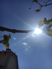 Low angle view of plants against clear blue sky