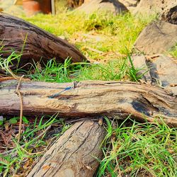 Close-up of wood