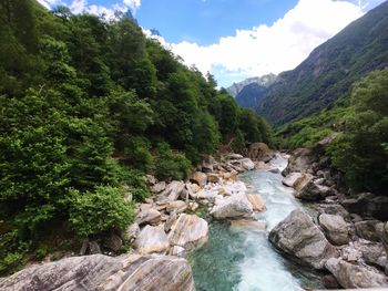 Scenic view of river amidst trees in forest against sky