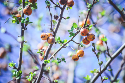 Close-up of flower on tree