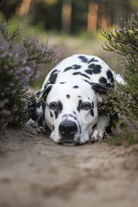 Close-up of dog lying on field - dalmatian