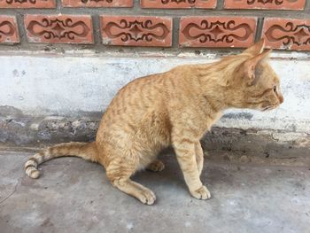 Cat lying on the wall