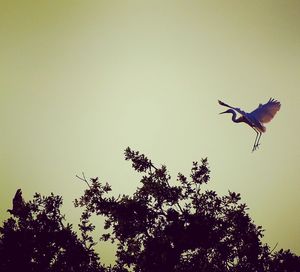 Low angle view of bird flying against clear sky