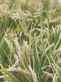 Close-up of crops growing on field