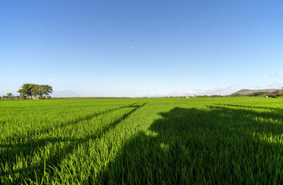 Scenic view of agricultural field against clear blue sky