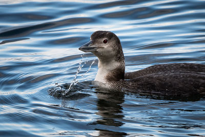 Close-up of duck swimming in lake