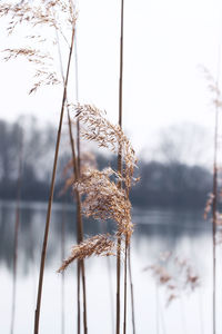 Close-up of snow on dry grass against sky