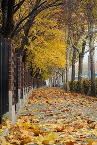 Autumn trees in city