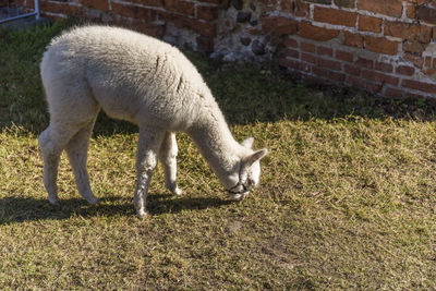 Sheep grazing on field