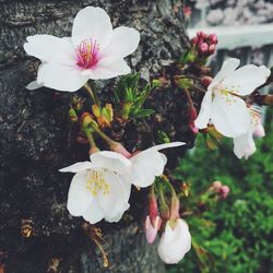 Close-up of white flowers blooming outdoors