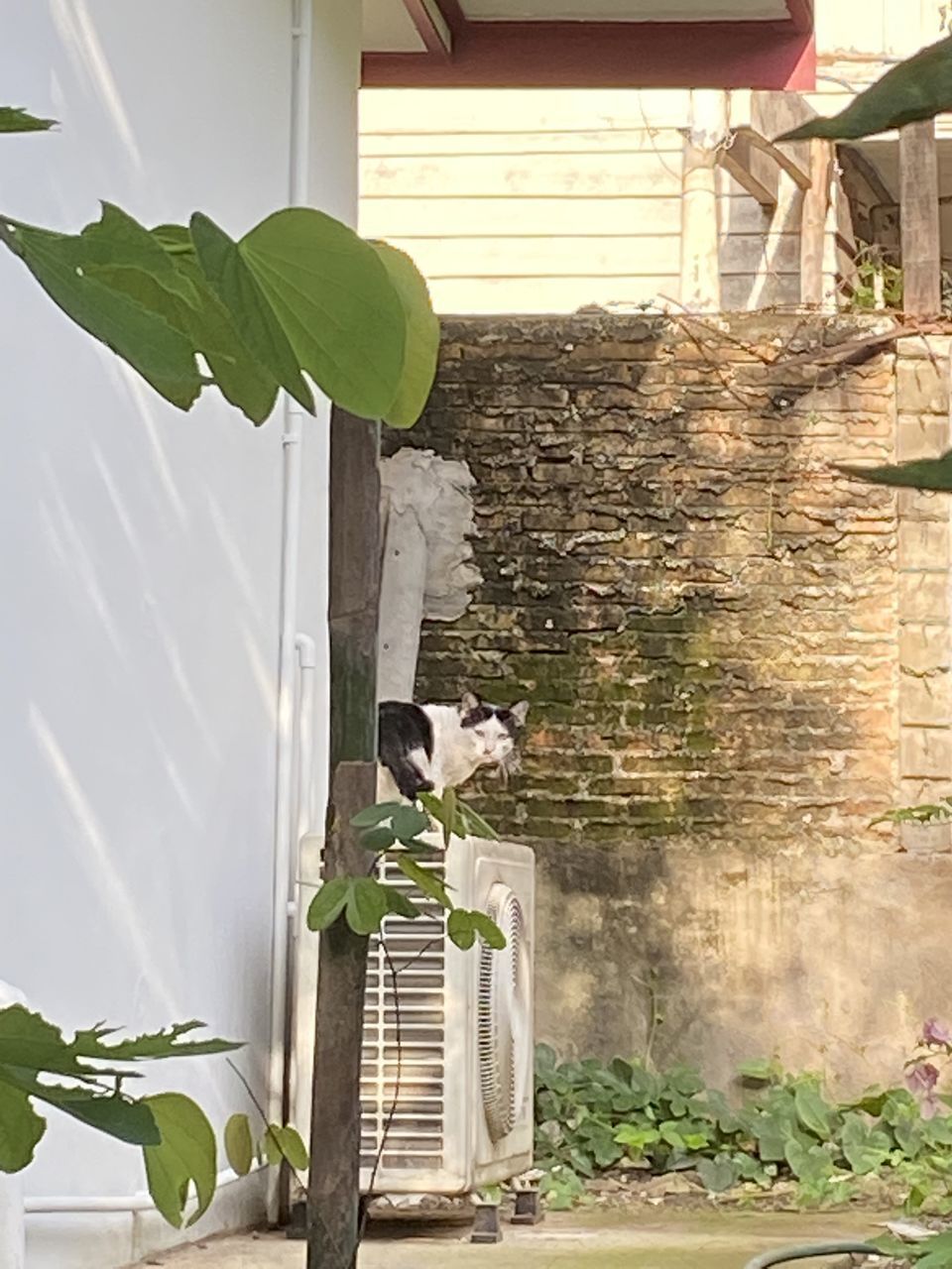 VIEW OF A CAT LOOKING THROUGH WINDOW