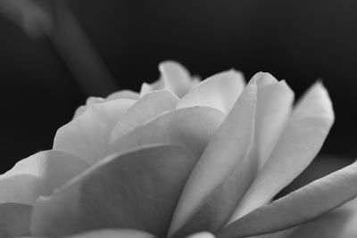 Close-up of rose blooming against black background