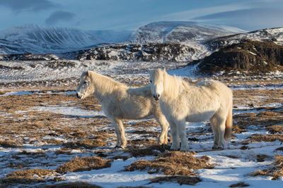Sheep on snow covered land