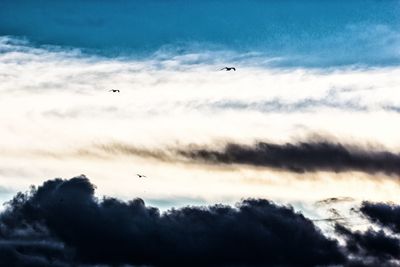 Low angle view of birds flying in sky